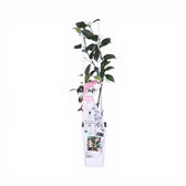 Trachelospermum asiaticum 'Pink Showers' – Detailaufnahme.