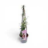 Trachelospermum asiaticum 'Pink Showers' – Nahaufnahme.
