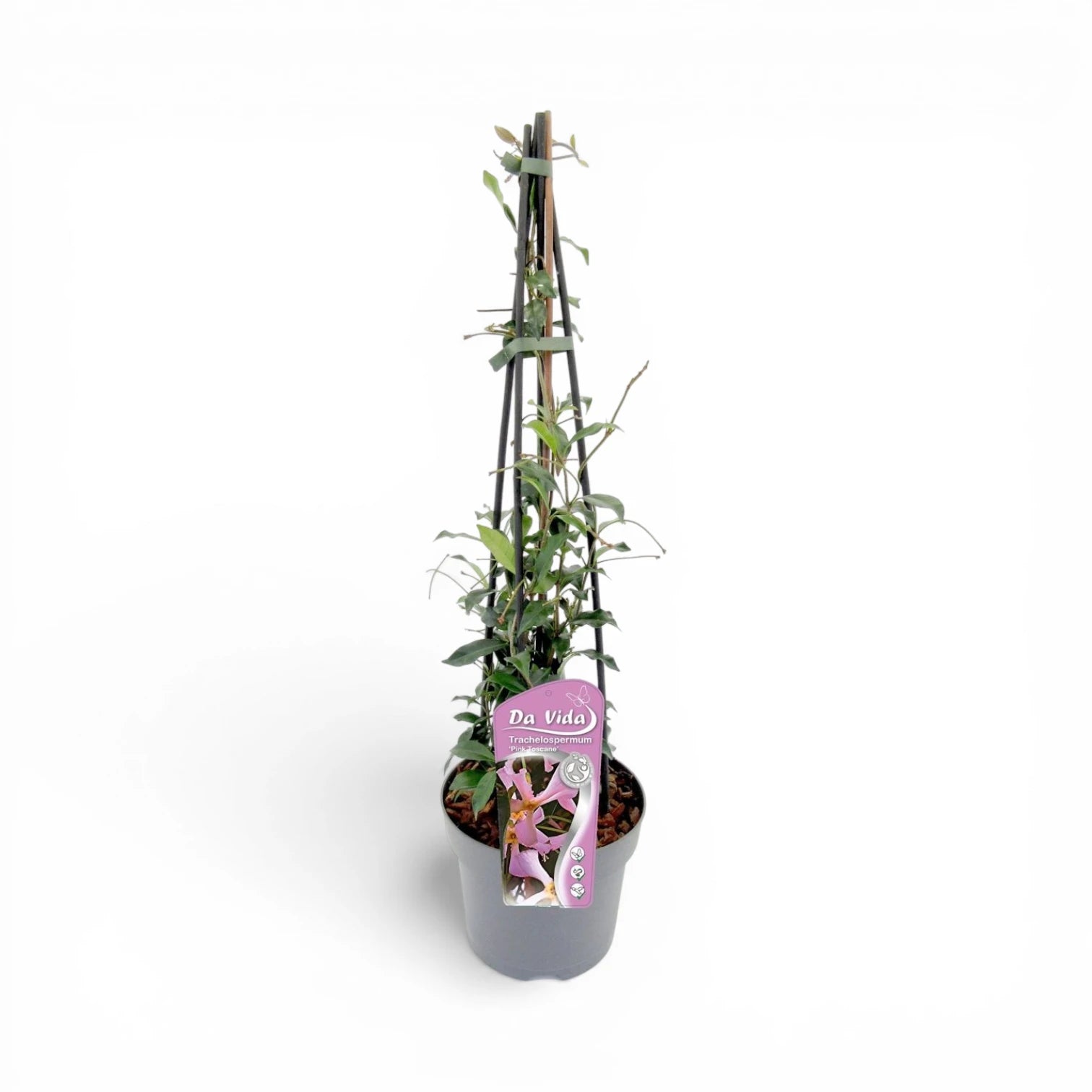 Trachelospermum asiaticum 'Pink Showers' – Nahaufnahme.