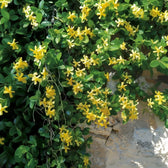 Trachelospermum jasminoides 'Star of Toscana' – Nahaufnahme.
