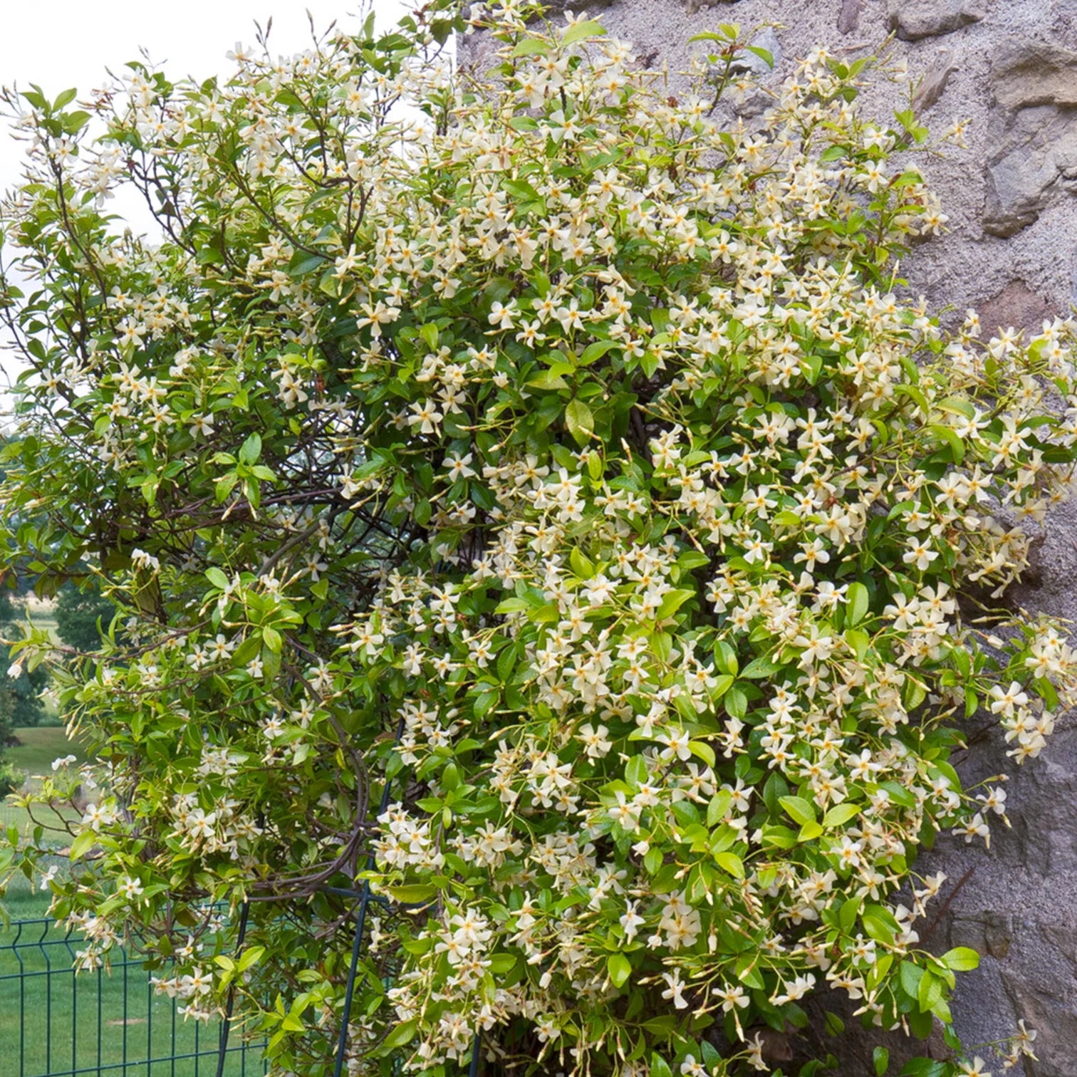 Trachelospermum jasminoides 'Star of Toscana' – Detailaufnahme der Pflanze.