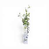 Trachelospermum jasminoides 'Star of Venice' – Nahaufnahme.