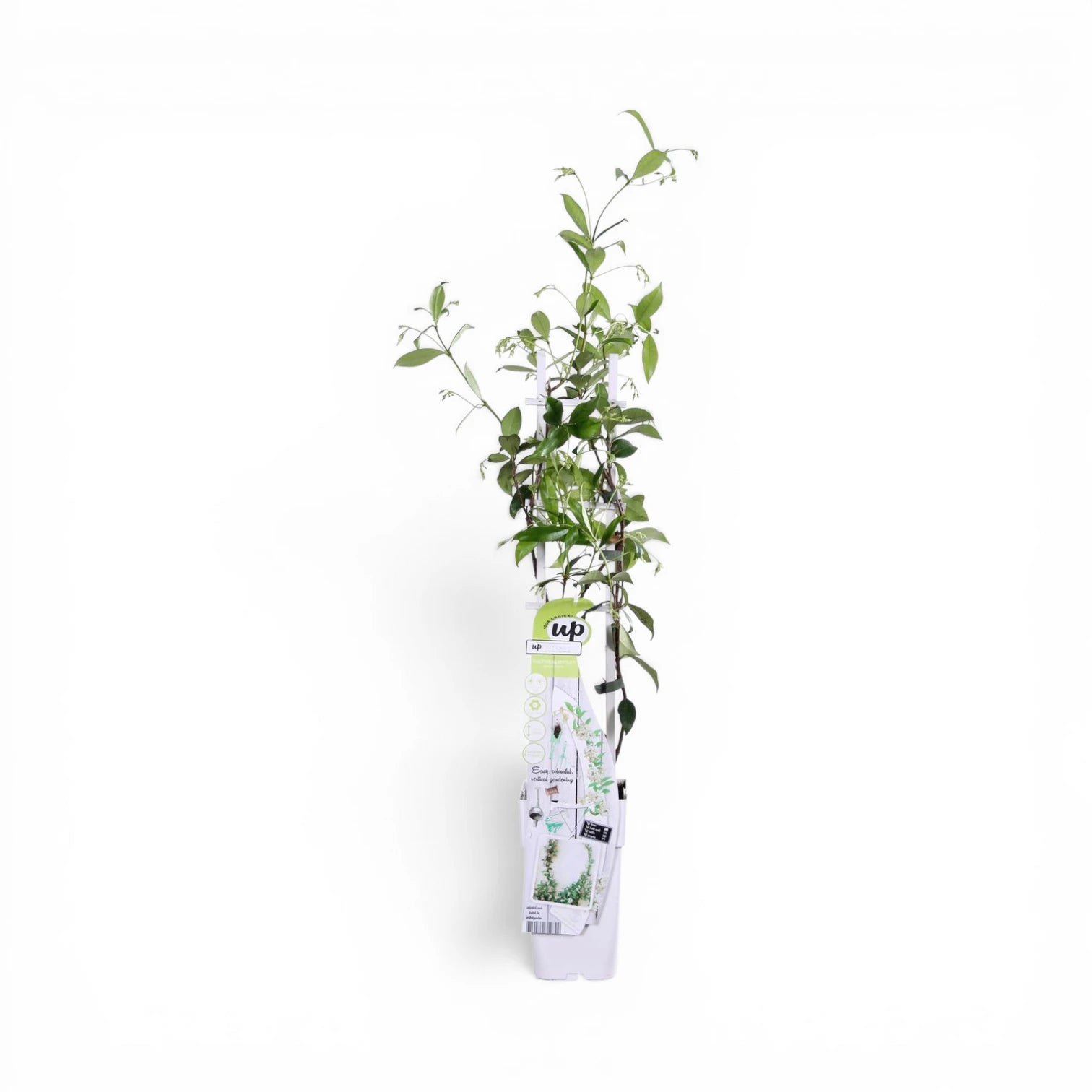 Trachelospermum jasminoides 'Star of Venice' – Nahaufnahme.