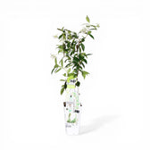 Trachelospermum jasminoides 'Star of Venice' – Nahaufnahme.