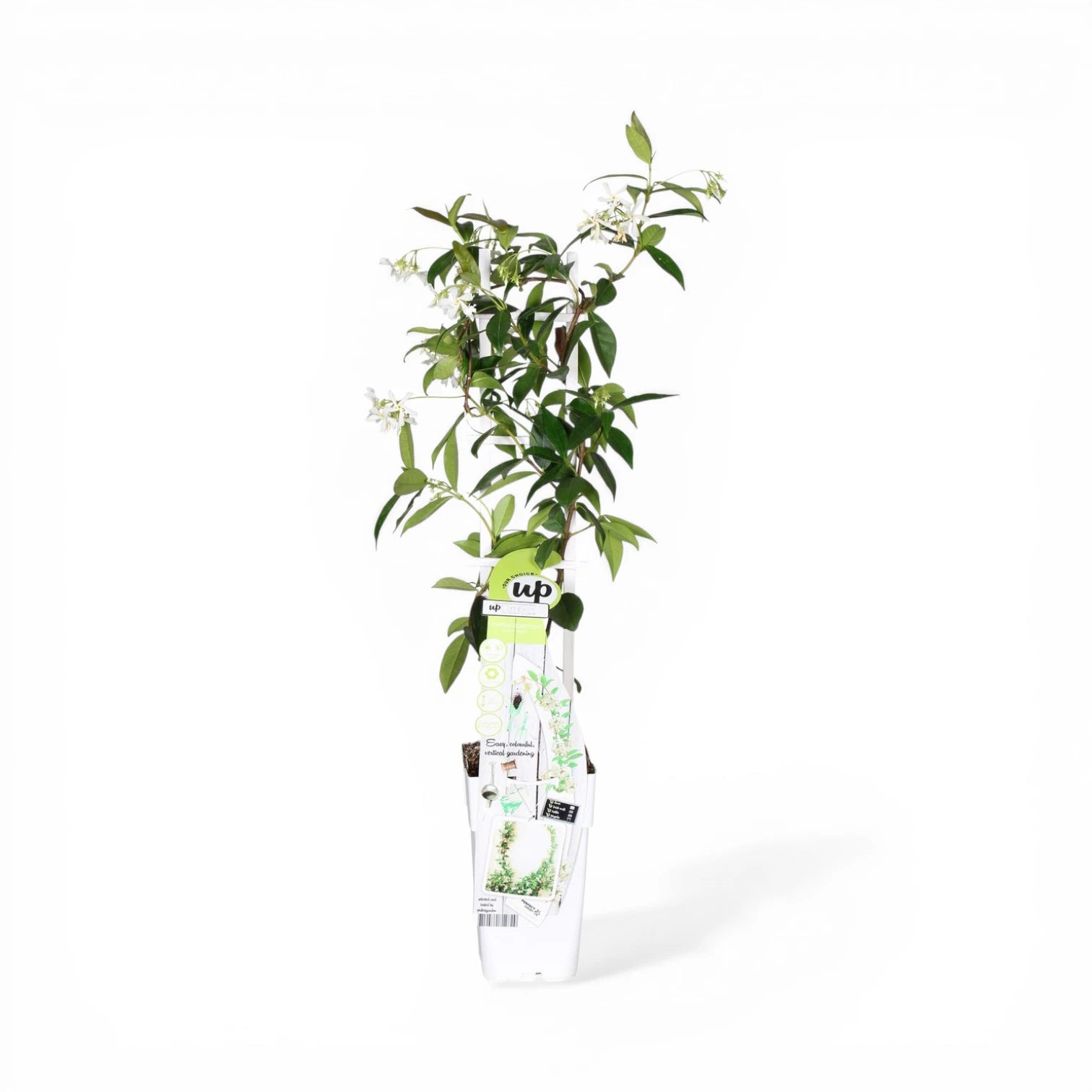 Trachelospermum jasminoides 'Star of Venice' – Nahaufnahme.