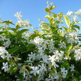 Trachelospermum jasminoides 'Star of Venice' – Detailaufnahme der Pflanze.
