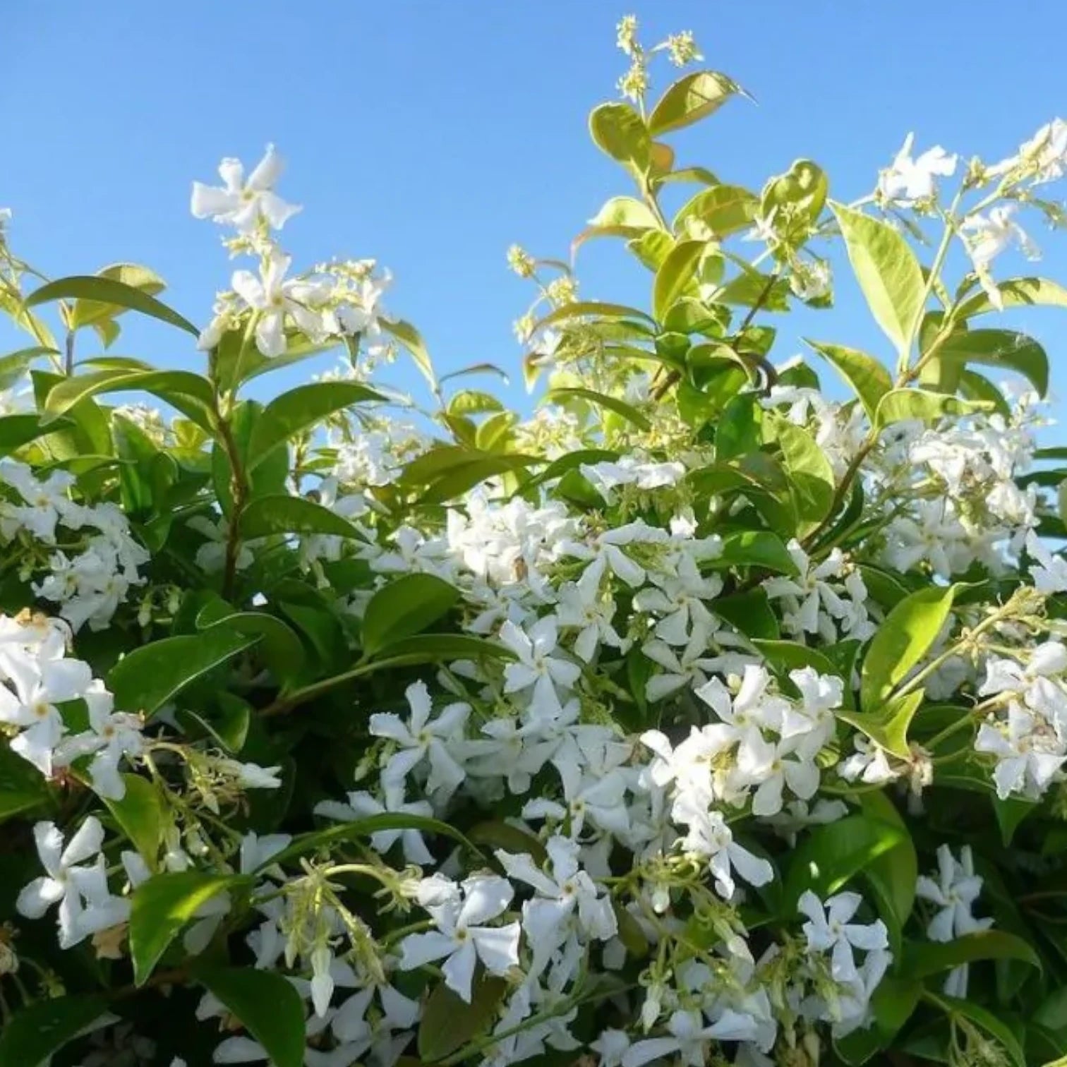 Trachelospermum jasminoides 'Star of Venice' – Detailaufnahme der Pflanze.