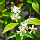 Trachelospermum jasminoides 'Star of Venice' – Detailaufnahme der Pflanze.