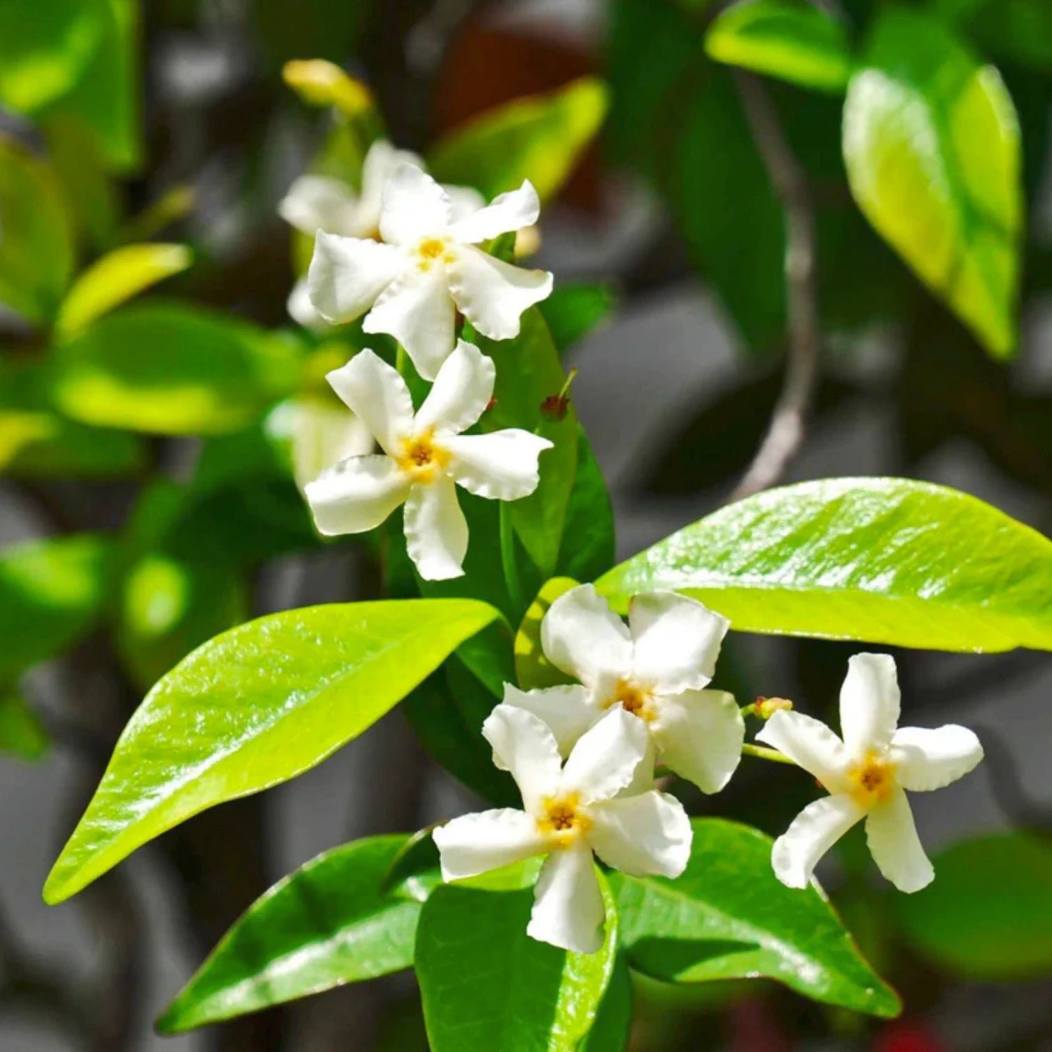 Trachelospermum jasminoides 'Star of Venice' – Detailaufnahme der Pflanze.