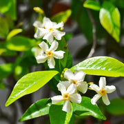 Trachelospermum jasminoides 'Star of Venice' – Detailaufnahme der Pflanze.