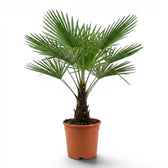 Trachycarpus fortunei