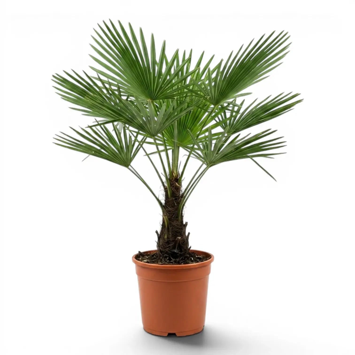 Trachycarpus fortunei