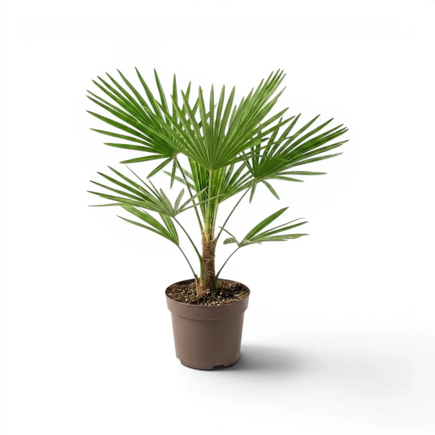 Trachycarpus fortunei