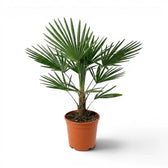 Trachycarpus fortunei