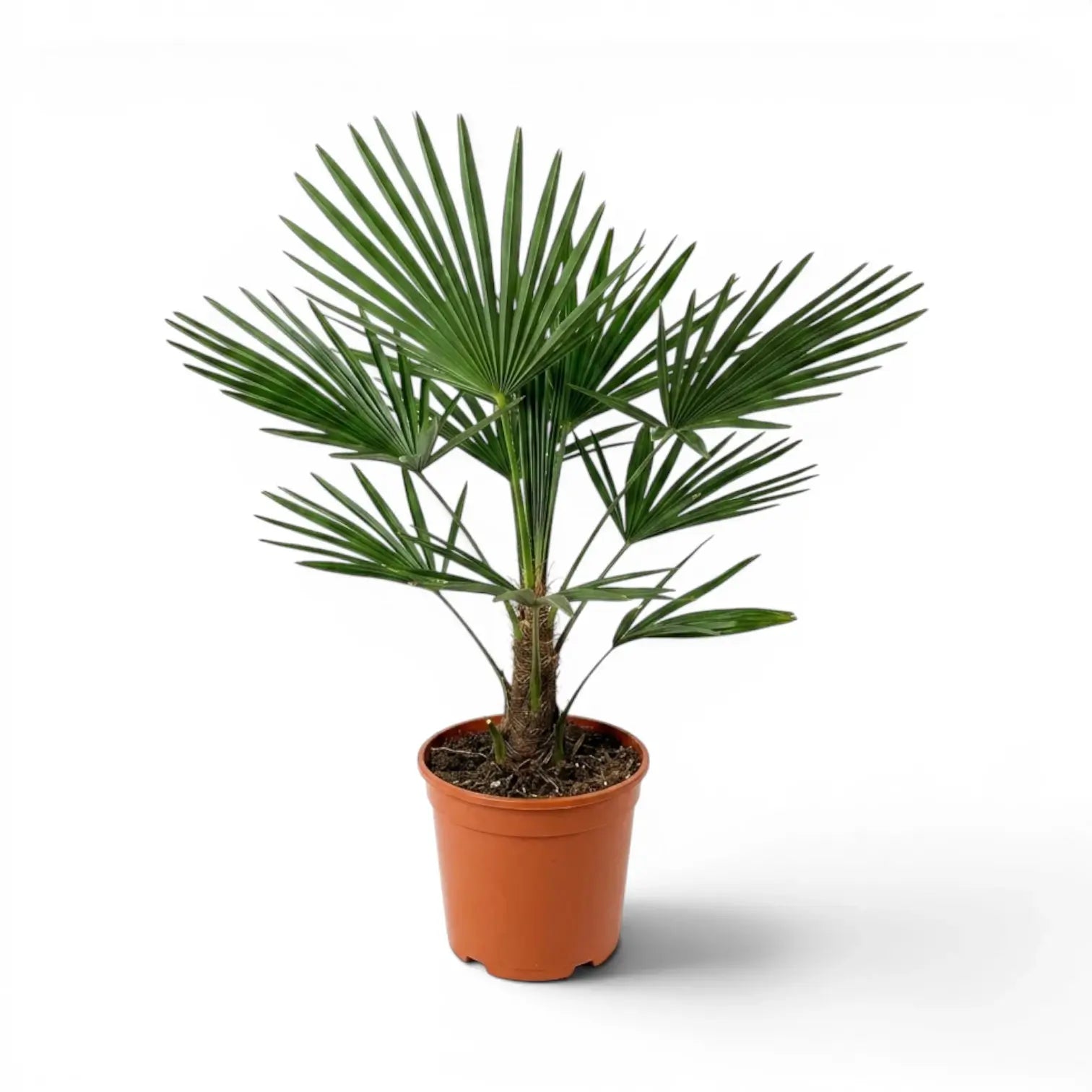 Trachycarpus fortunei