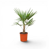 Trachycarpus fortunei
