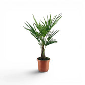 Trachycarpus fortunei