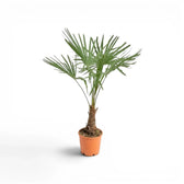 Trachycarpus fortunei