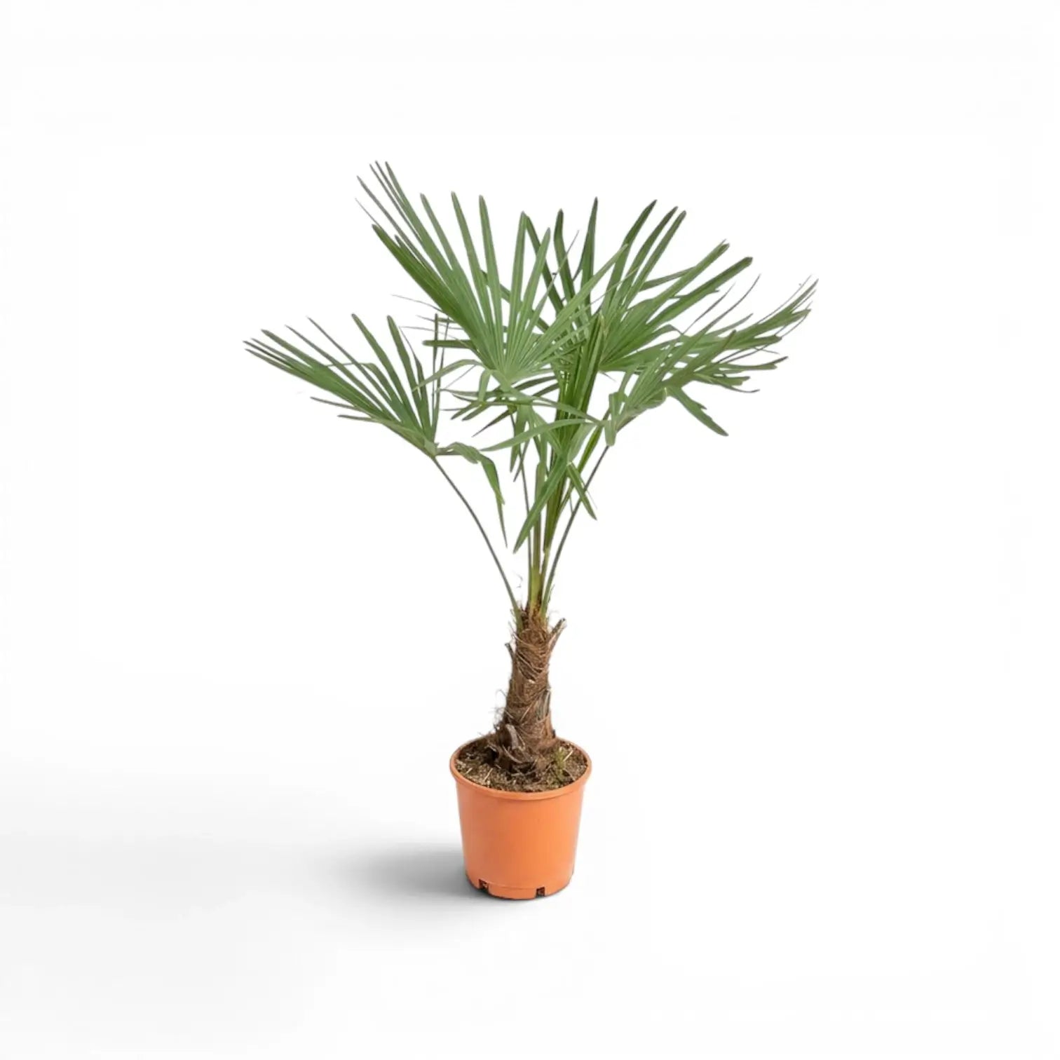Trachycarpus fortunei