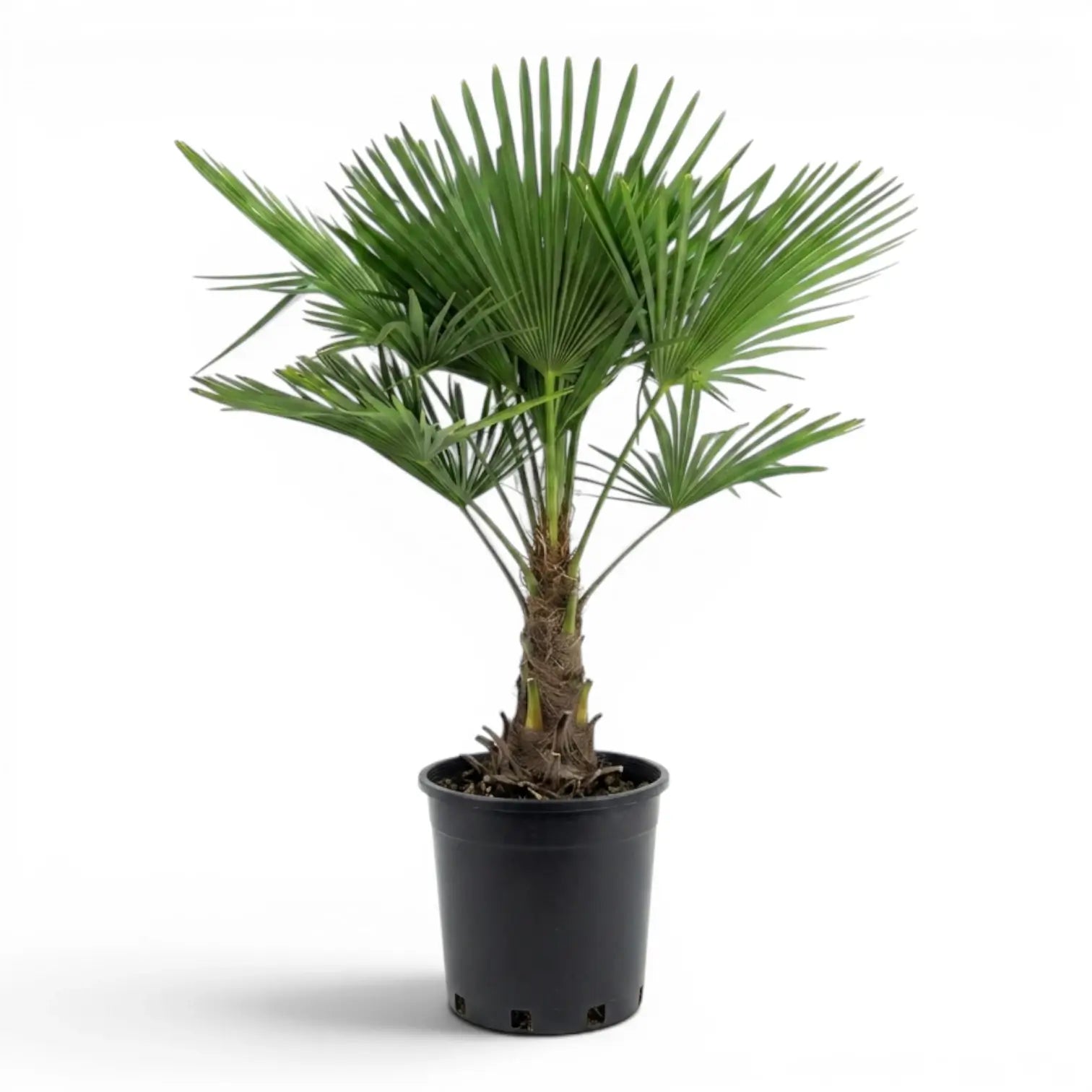 Trachycarpus fortunei