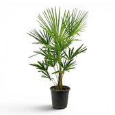 Trachycarpus fortunei
