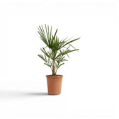 Trachycarpus fortunei