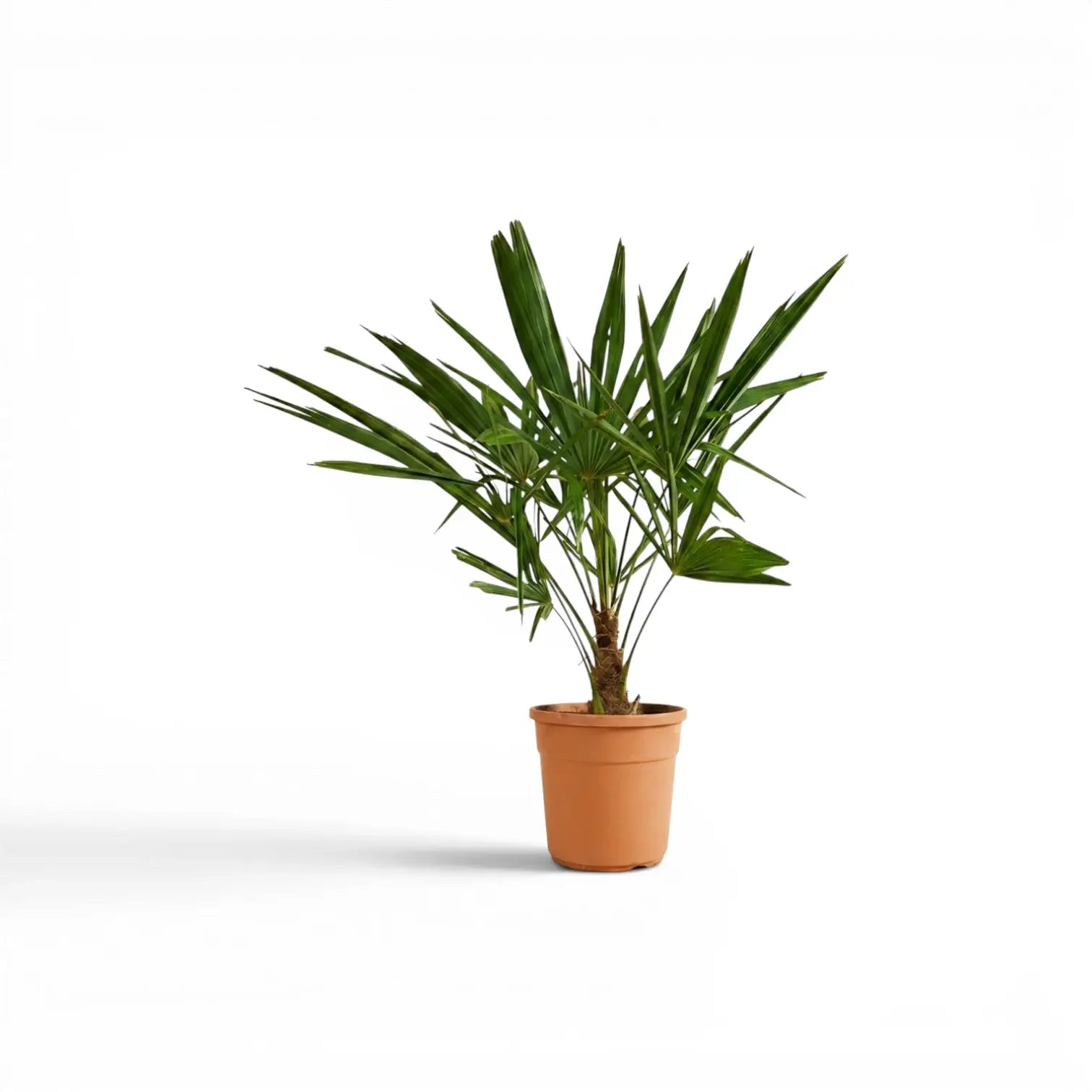 Trachycarpus fortunei