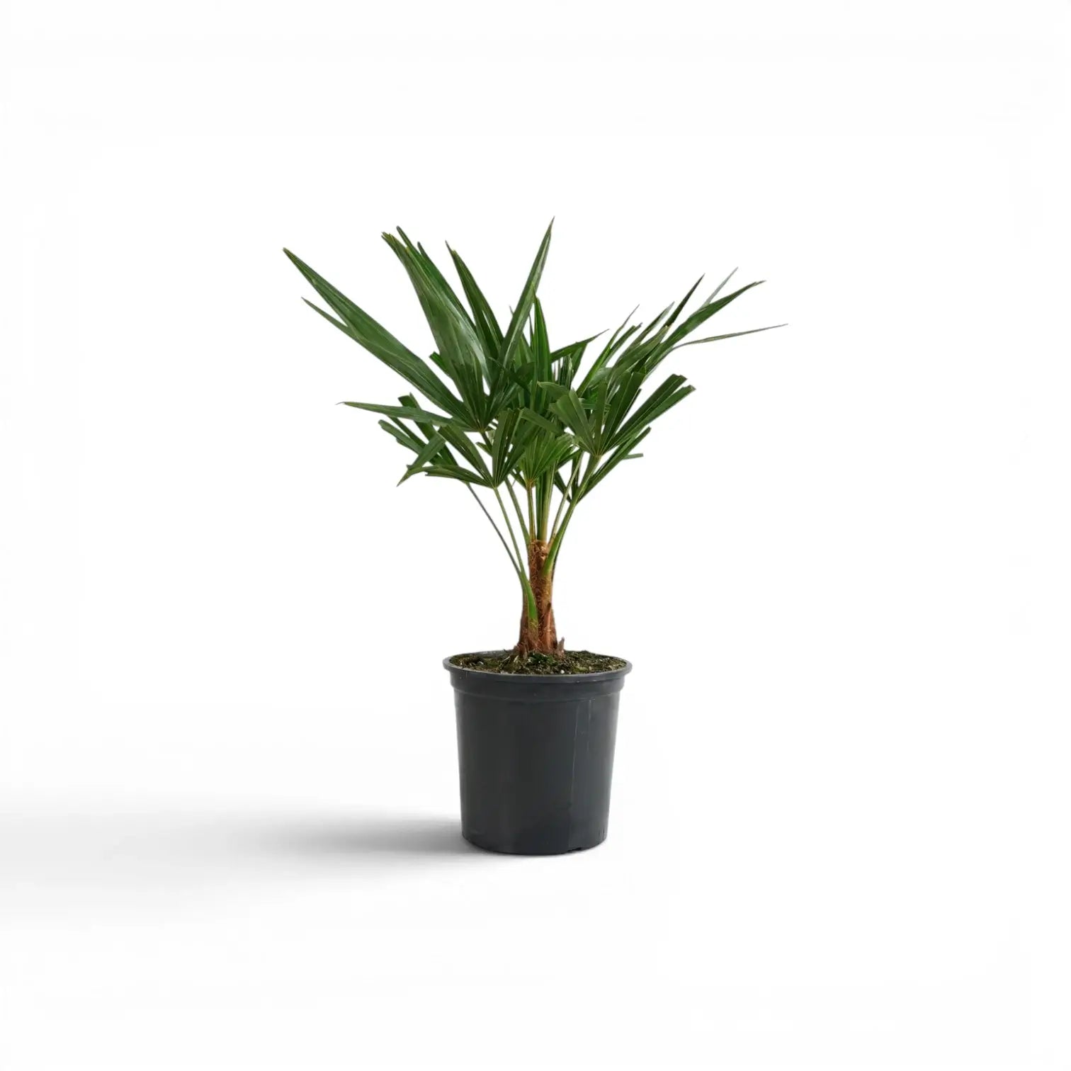 Trachycarpus fortunei