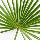 Trachycarpus fortunei