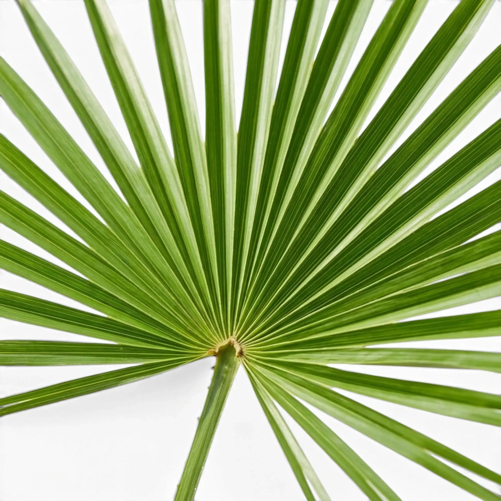 Trachycarpus fortunei