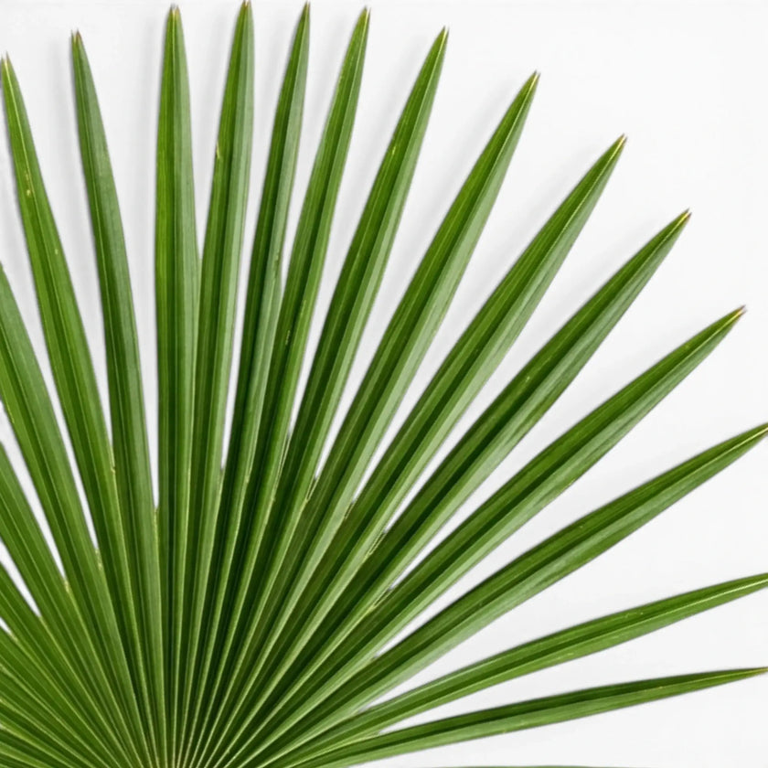 Trachycarpus fortunei