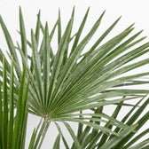 Trachycarpus fortunei Frosty, Fächerblatt in Nahaufnahme auf weißem Hintergrund