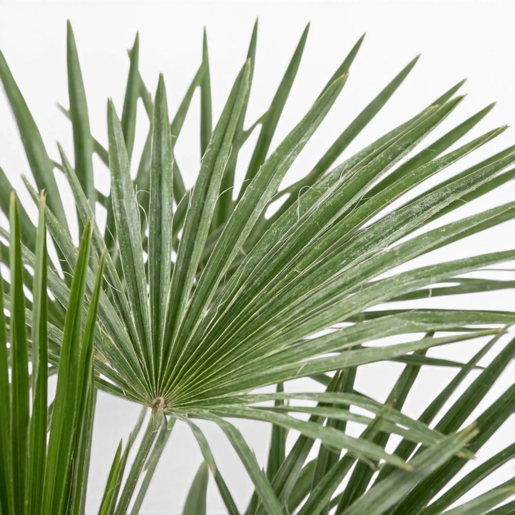 Trachycarpus fortunei Frosty, Fächerblatt in Nahaufnahme auf weißem Hintergrund
