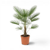 Trachycarpus fortunei Frosty im Topf auf weißem Hintergrund