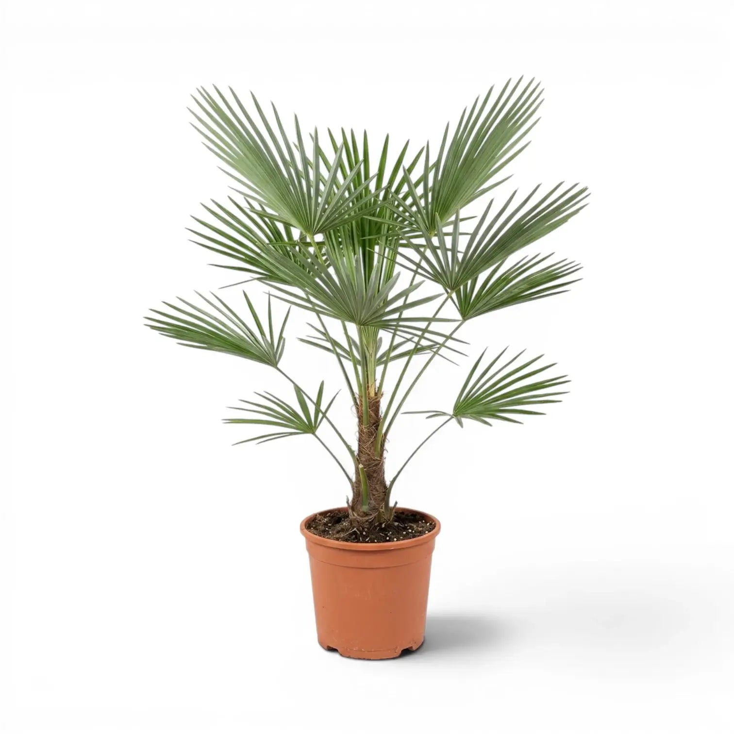 Trachycarpus fortunei Frosty im Topf auf weißem Hintergrund