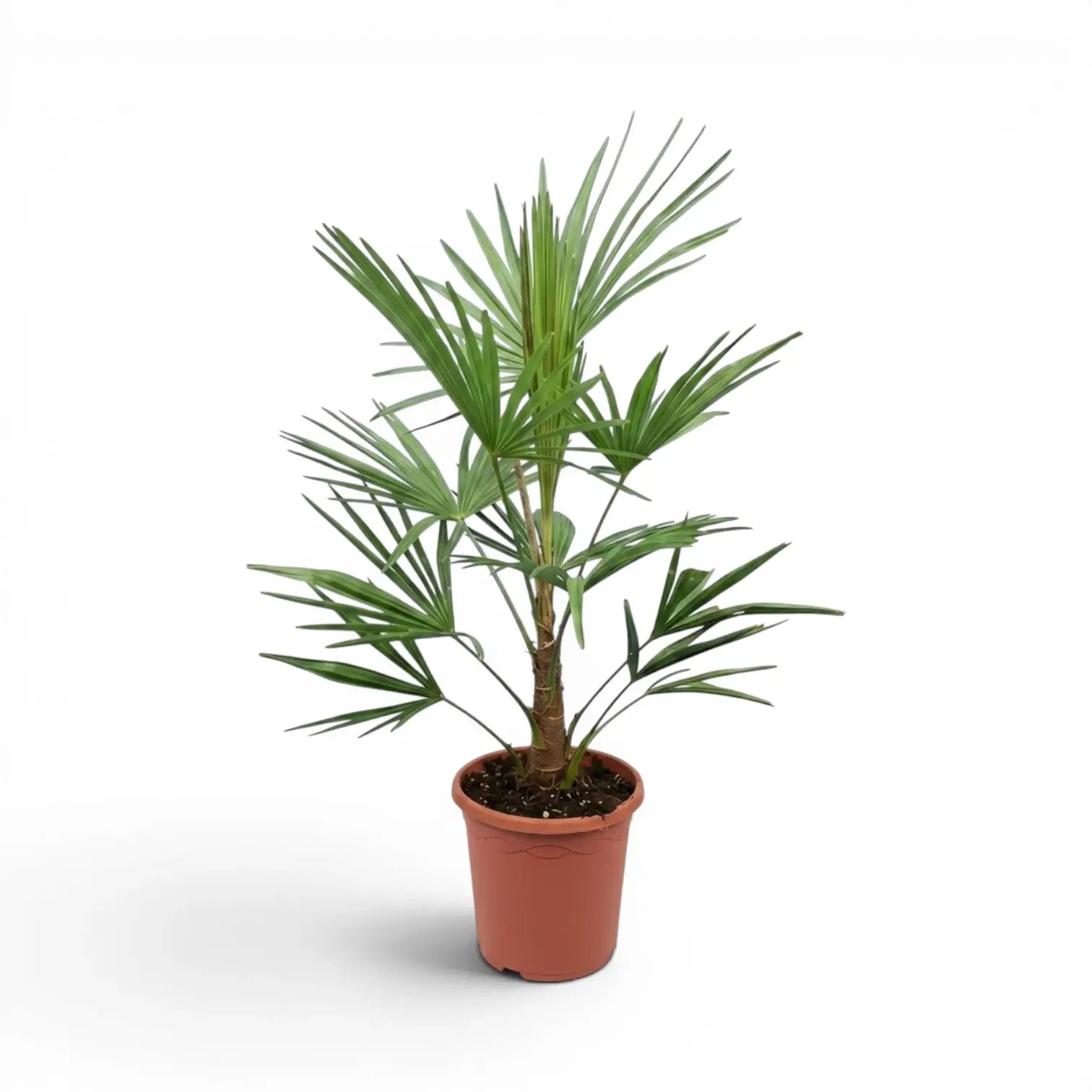 Trachycarpus fortunei Frosty Hanfpalme im Topf auf weißem Hintergrund