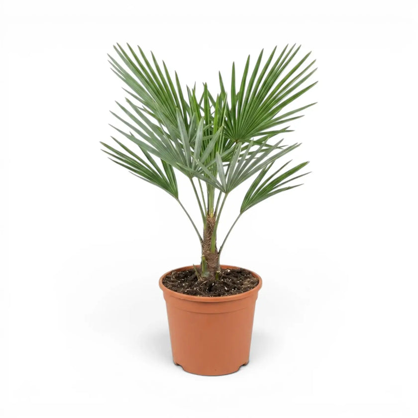 Trachycarpus fortunei Frosty im Topf auf weißem Hintergrund