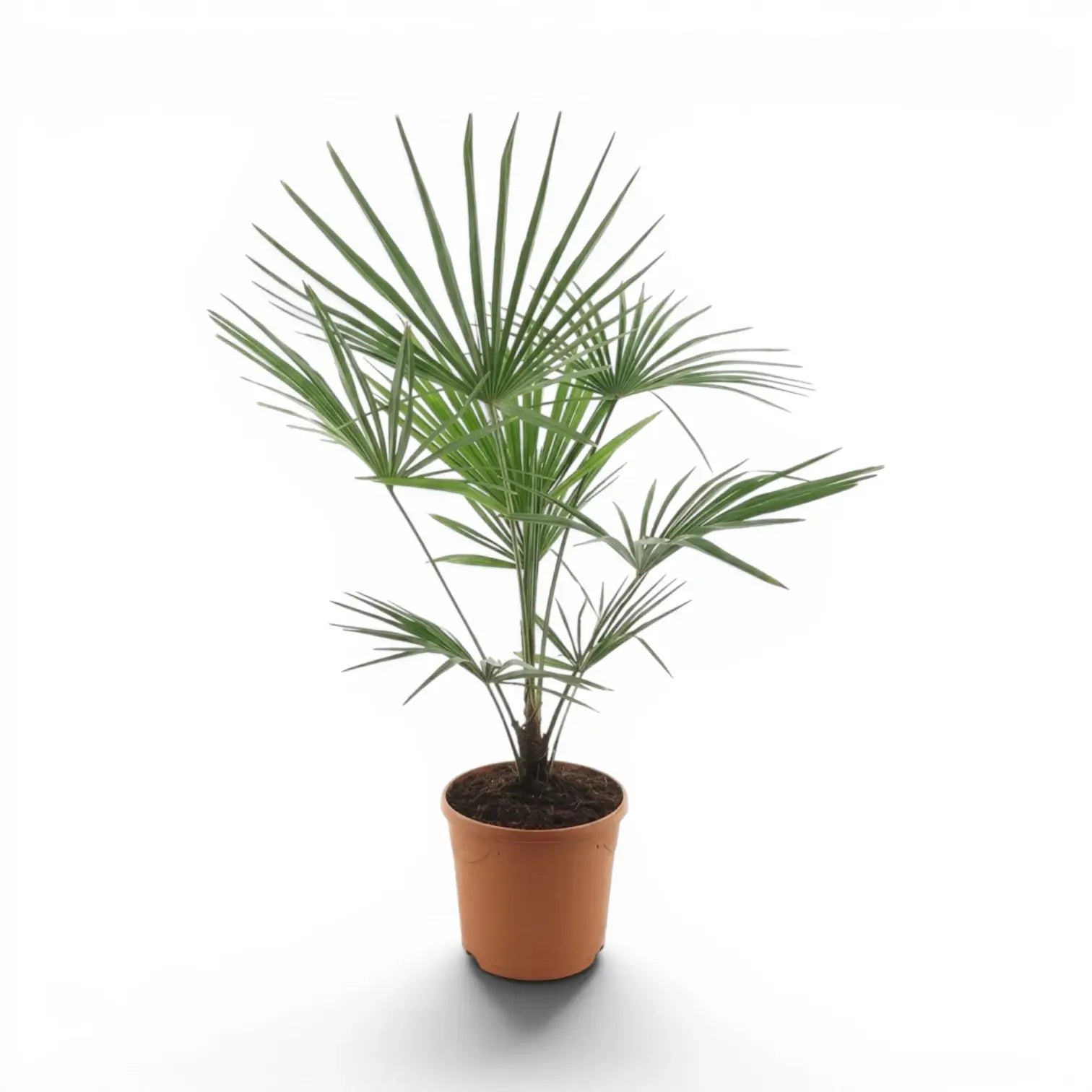 Trachycarpus fortunei Frosty Hanfpalme im Topf auf weißem Hintergrund