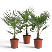 Drei Trachycarpus fortunei Frosty in Töpfen auf weißem Hintergrund