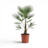 Trachycarpus fortunei Frosty im Topf auf weißem Hintergrund