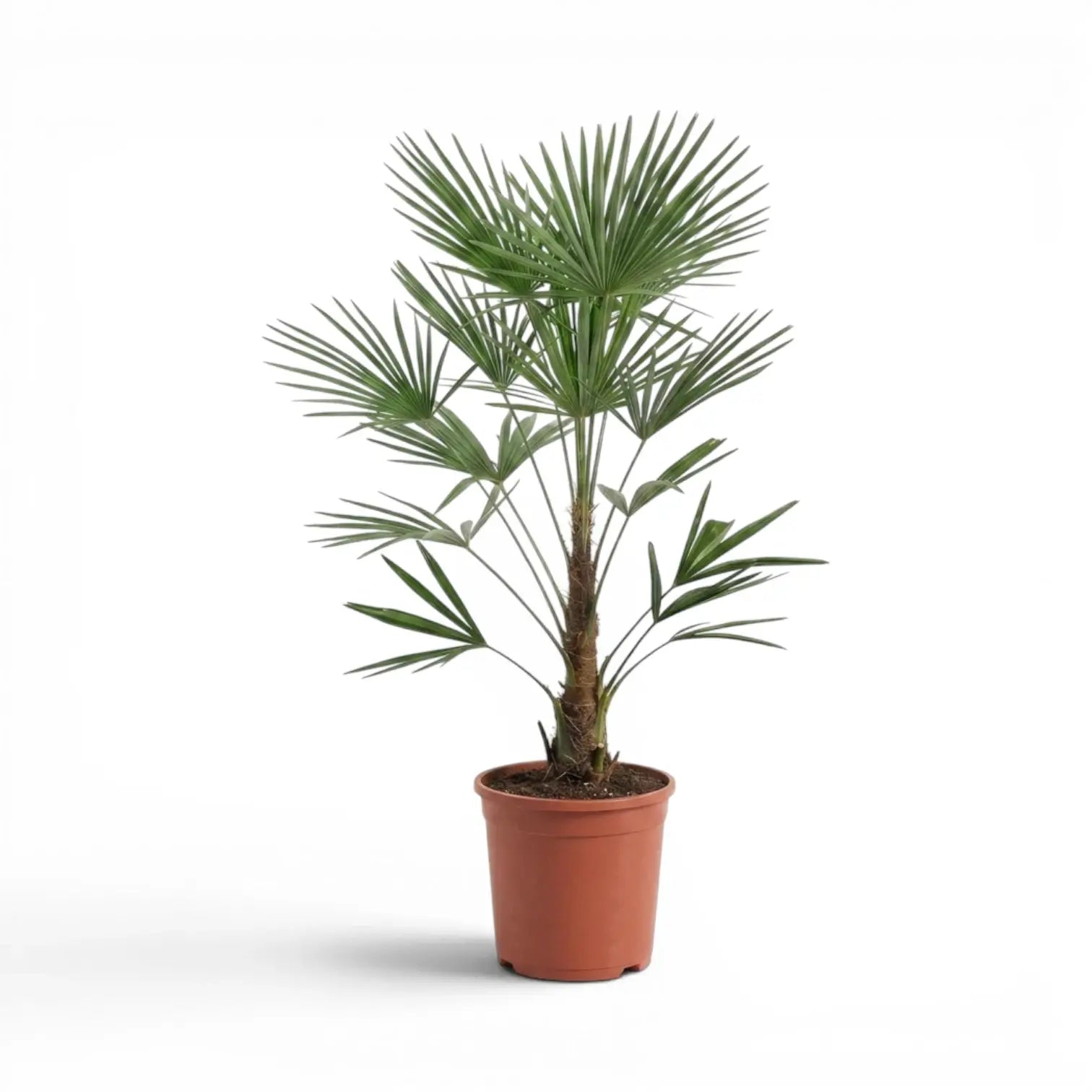 Trachycarpus fortunei Frosty im Topf auf weißem Hintergrund