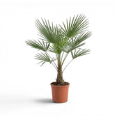 Trachycarpus fortunei Frosty im Topf auf weißem Hintergrund
