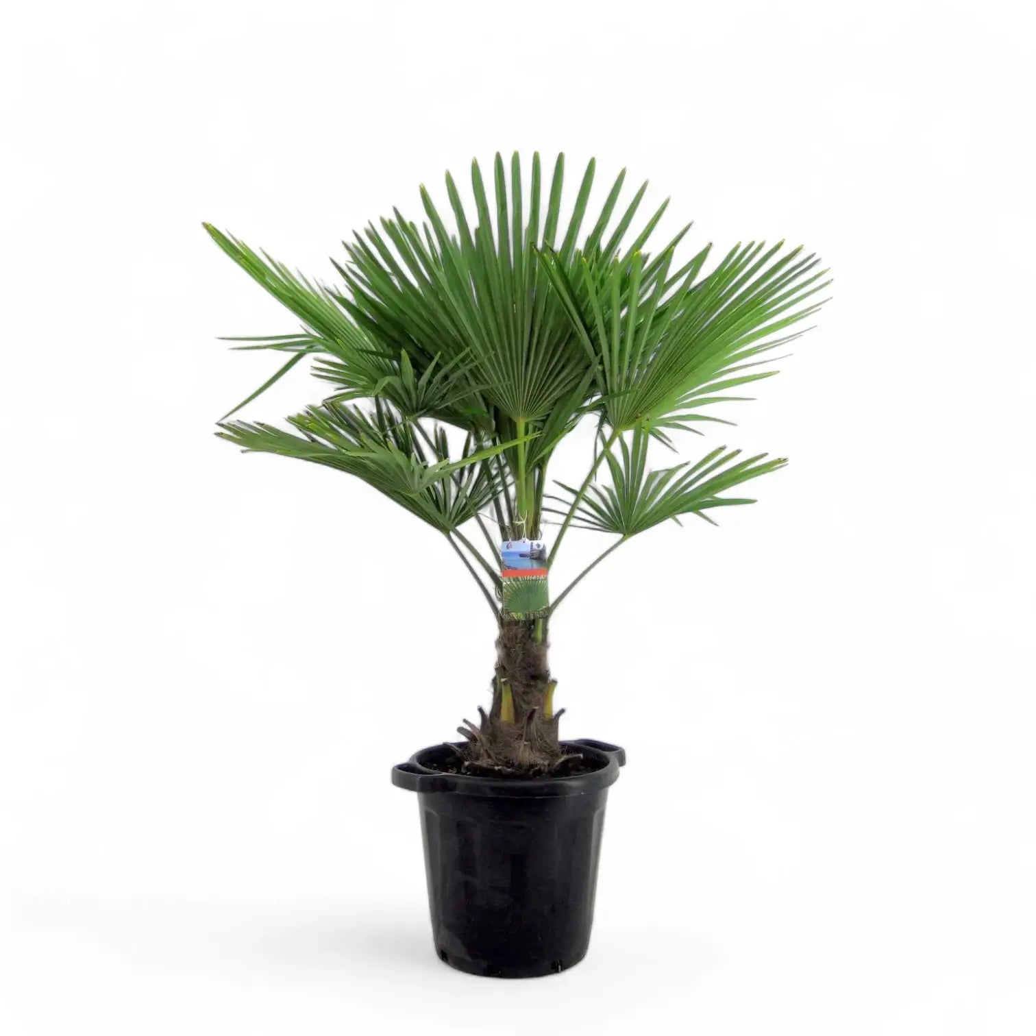 Trachycarpus fortuneii – Zimmerpflanze im Kulturtopf auf weißem Hintergrund, Produktfoto 7.