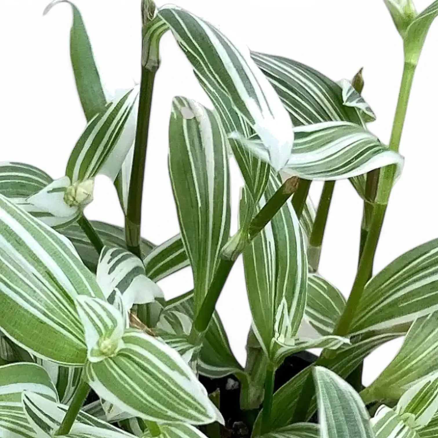 Tradescantia 'Albovittata' – Blattdetail vor weißem Hintergrund..