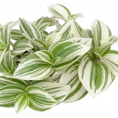 Blattdetail von Tradescantia ‘Brightness’ mit bunt gestreiften Blättern.