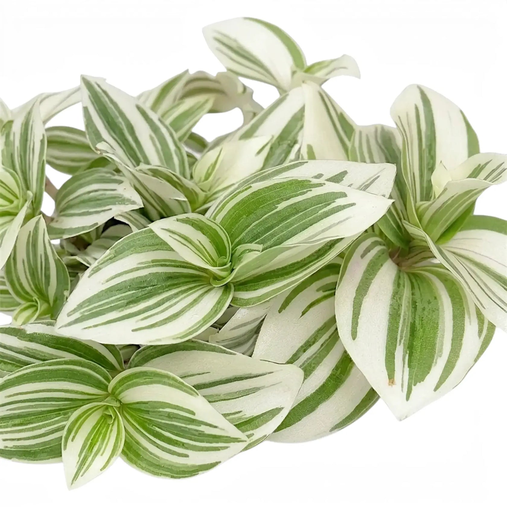 Blattdetail von Tradescantia ‘Brightness’ mit bunt gestreiften Blättern.