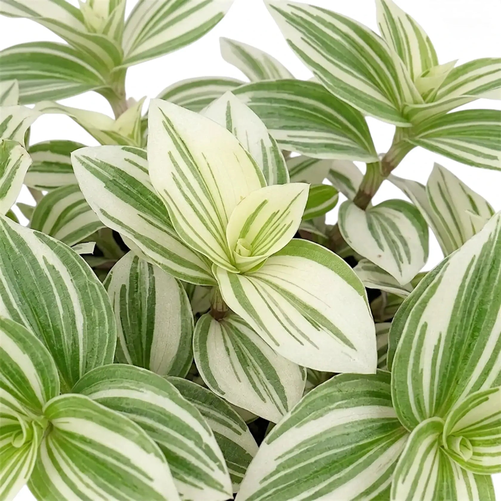 Blattdetail von Tradescantia ‘Brightness’ mit bunt gestreiften Blättern.
