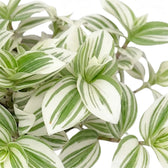 Blattdetail von Tradescantia ‘Brightness’ mit bunt gestreiften Blättern.