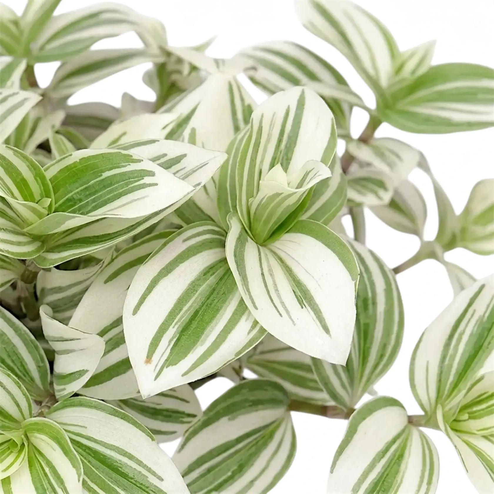 Blattdetail von Tradescantia ‘Brightness’ mit bunt gestreiften Blättern.