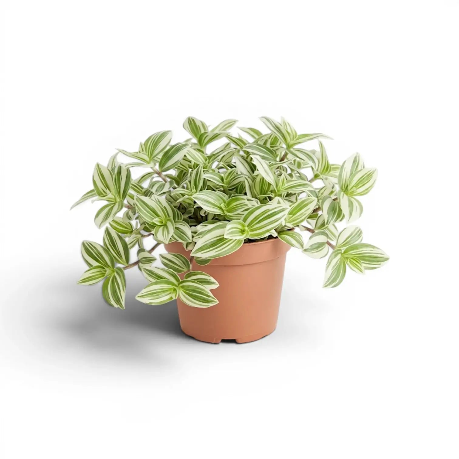 Tradescantia ‘Brightness’ im Kulturtopf.